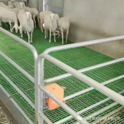 <b>正前农牧：新手开始养羊需要准备哪些设备</b>