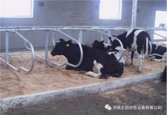 <b>养牛必看！奶牛卧床规范了奶牛的休息位置</b>