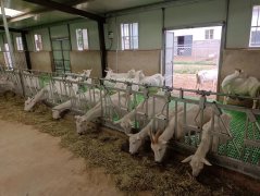 <b>防止羊打架抢食养殖户应该怎么做？看羊颈夹的</b>